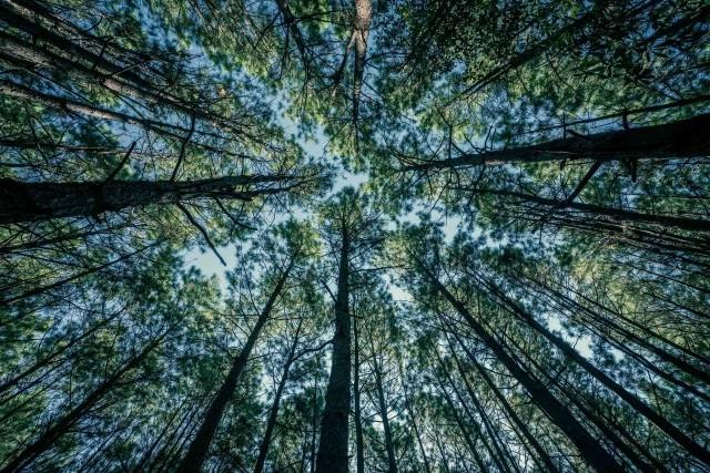 Healthy pine trees viewed from the working forest floor